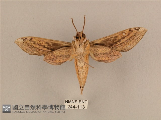 背線天蛾藏品圖，第2張