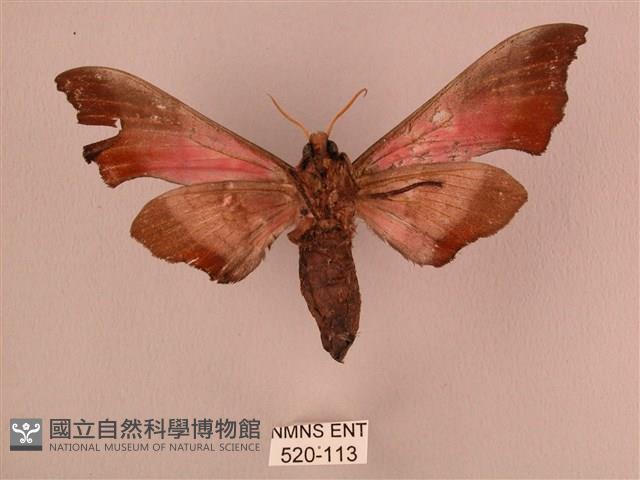 桃紅六點天蛾藏品圖，第2張