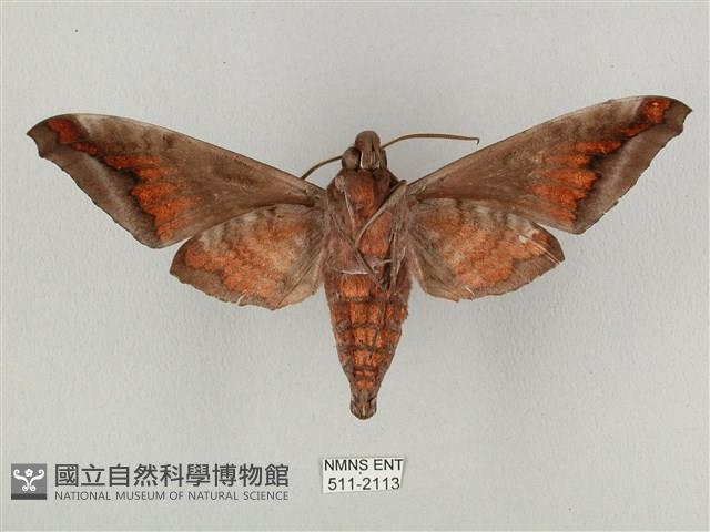 全緣缺角天蛾藏品圖，第2張