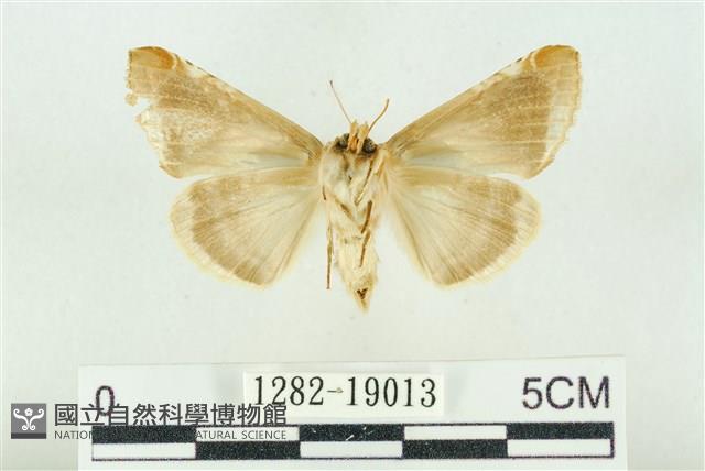 印華波紋蛾藏品圖，第2張