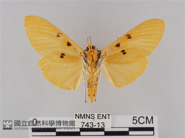 橙擬燈蛾藏品圖，第2張