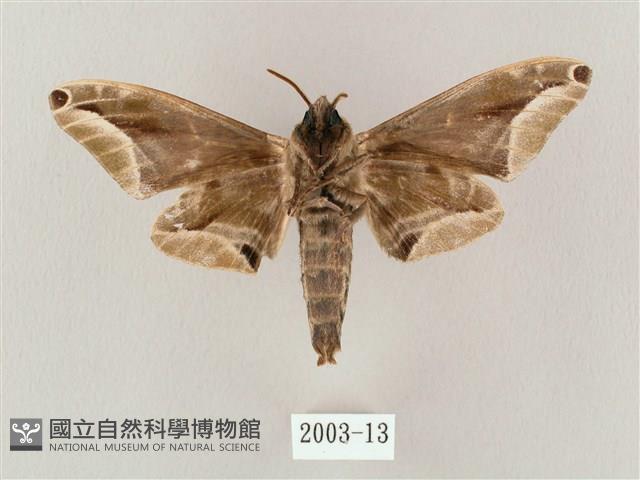 白點天蛾 藏品圖，第2張