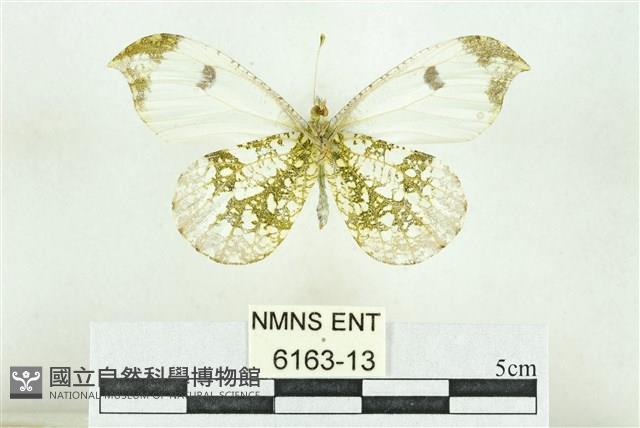 黃尖襟粉蝶藏品圖，第2張