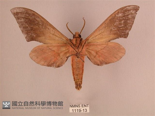 直翅六點天蛾藏品圖，第2張