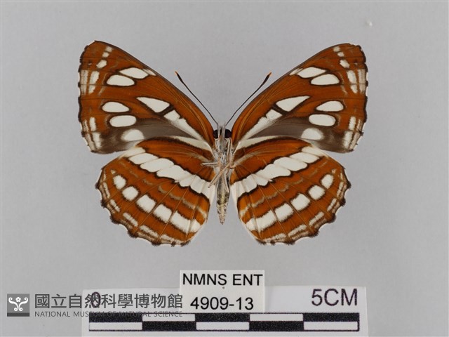 豆環蛺蝶藏品圖，第2張