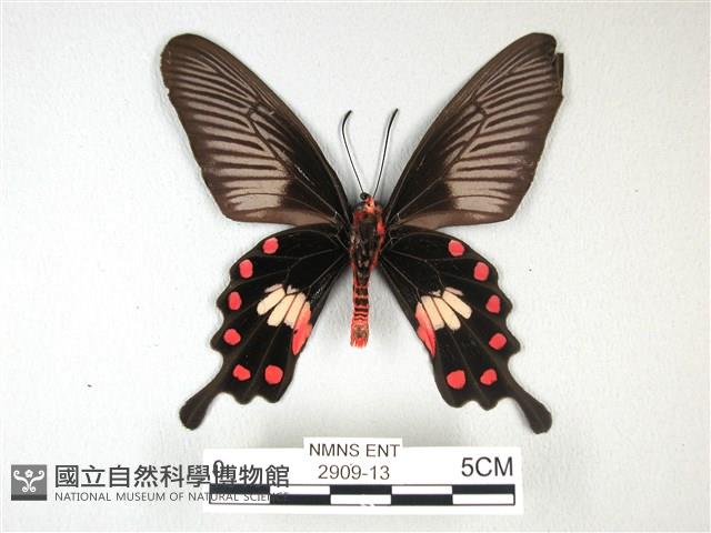 紅珠鳳蝶藏品圖，第2張