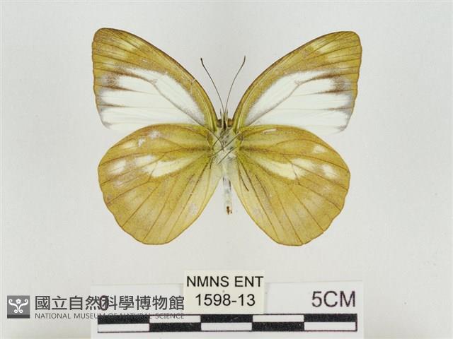 淡褐脈粉蝶藏品圖，第2張