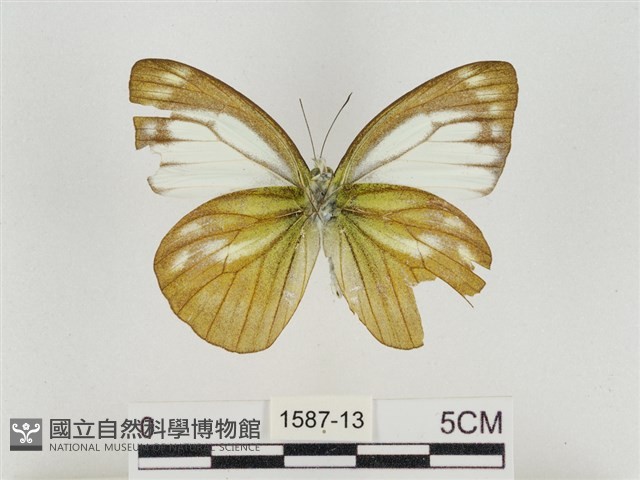 淡褐脈粉蝶藏品圖，第2張