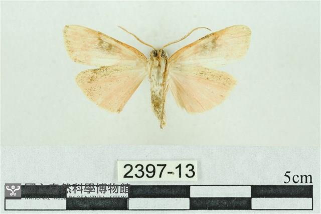 臺雪苔蛾藏品圖，第2張