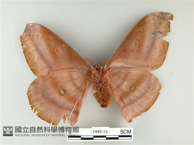 紅目天蠶蛾藏品圖，第2張