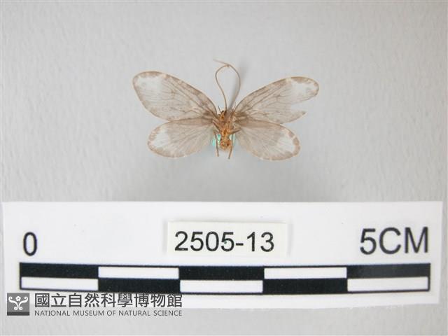 臺灣卵翅蛾藏品圖，第2張