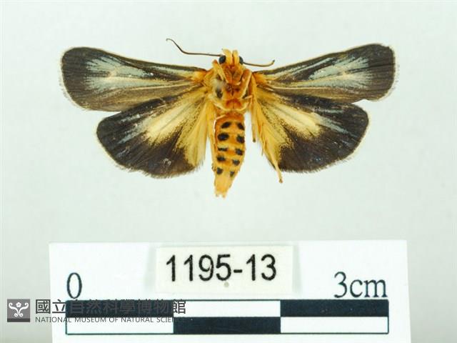 黃肩奇蛾藏品圖，第2張