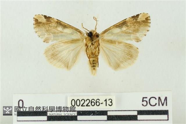 連珠波紋蛾藏品圖，第2張