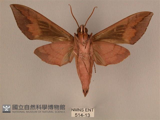 背中白天蛾藏品圖，第2張