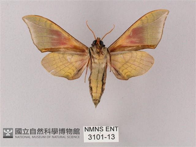 榆綠天蛾藏品圖，第2張