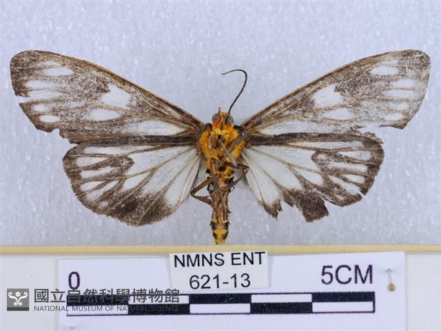 巨網燈蛾藏品圖，第2張