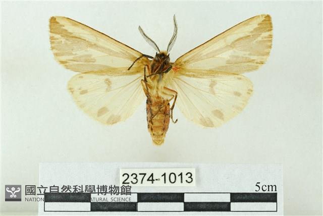 赭新污燈蛾藏品圖，第2張