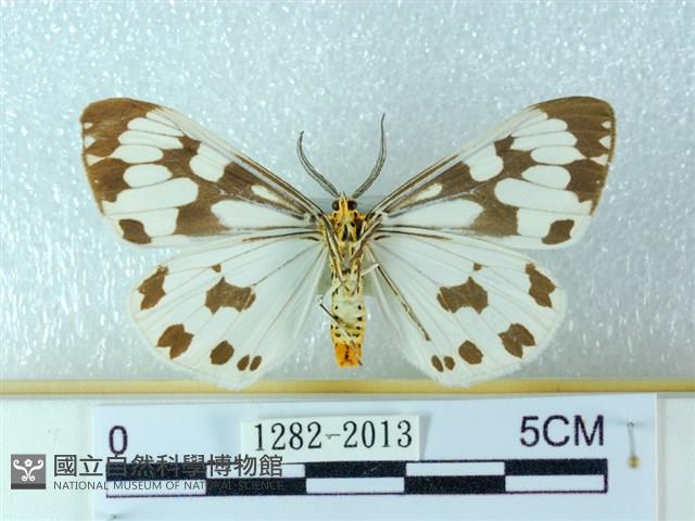 粉蝶燈蛾藏品圖，第2張