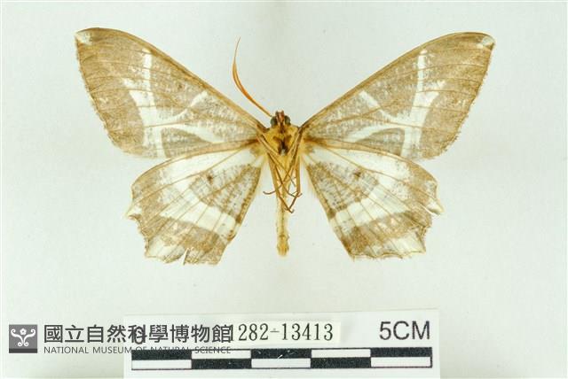 樹形尺蛾藏品圖，第2張