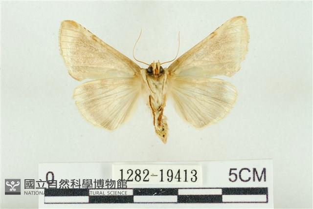 印華波紋蛾藏品圖，第2張