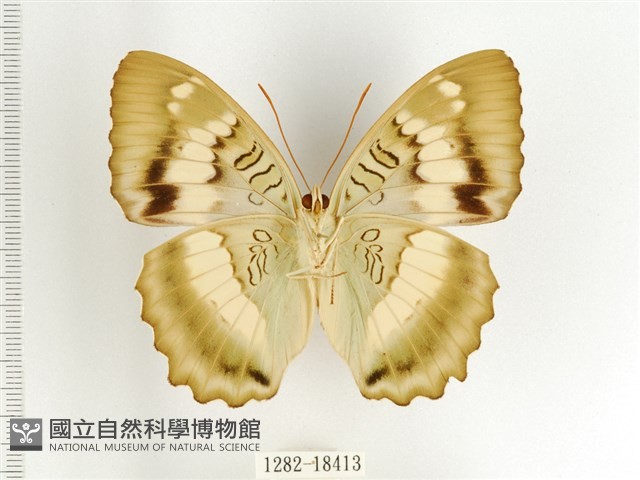 臺灣翠蛺蝶藏品圖，第2張