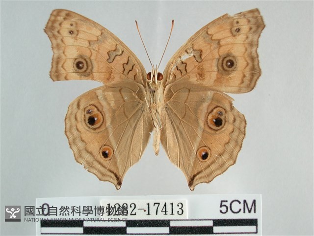 眼蛺蝶、孔雀蛺蝶藏品圖，第2張