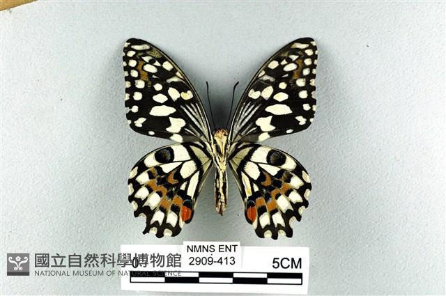 花鳳蝶、無尾鳳蝶藏品圖，第2張