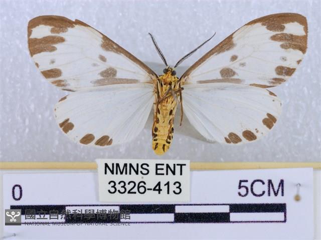 後凸蝶燈蛾藏品圖，第2張