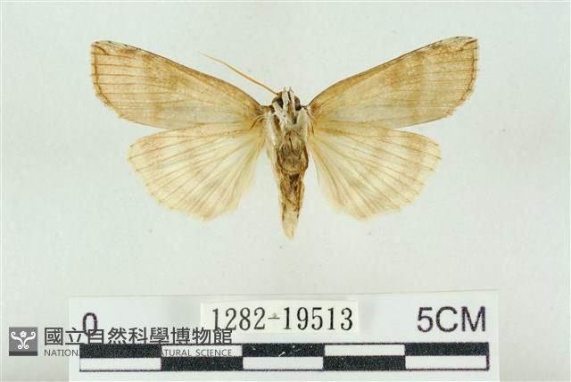 臺洒波紋蛾藏品圖，第2張