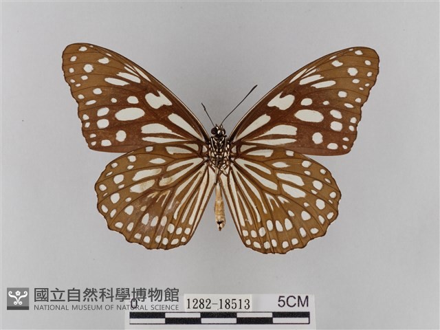 淡紋青斑蝶藏品圖，第2張