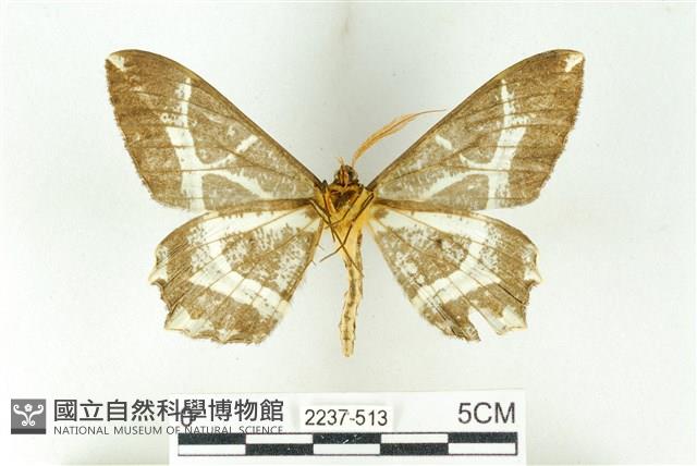 樹形尺蛾藏品圖，第2張