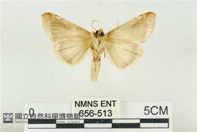 印華波紋蛾藏品圖，第2張