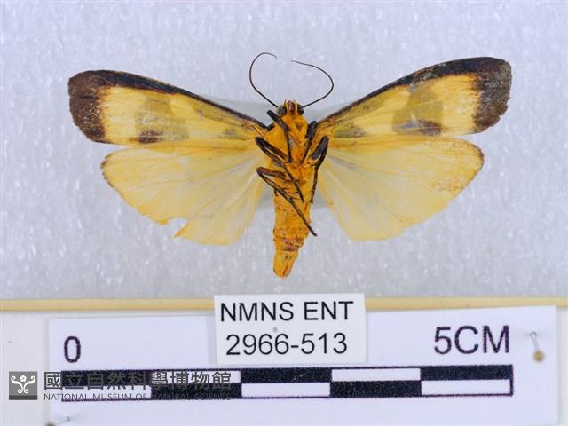 閃光苔蛾藏品圖，第2張