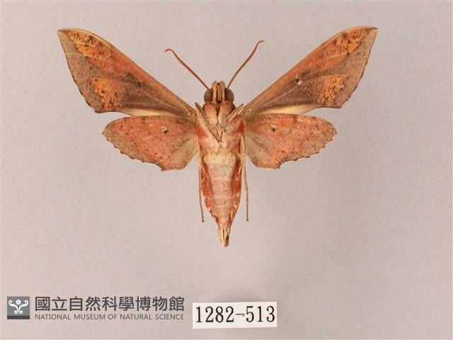 雙斑白肩天蛾藏品圖，第2張