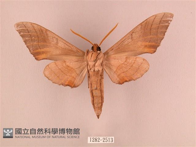 栗六點天蛾藏品圖，第2張