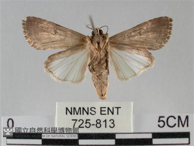斜紋夜盜蛾藏品圖，第2張