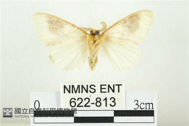 寬紋黃毒蛾藏品圖，第2張