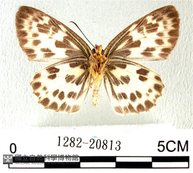 白弄蝶藏品圖，第2張