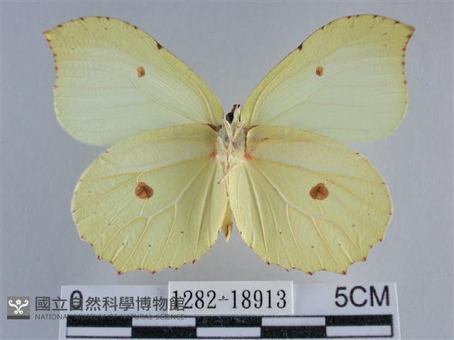 臺灣鉤粉蝶藏品圖，第2張