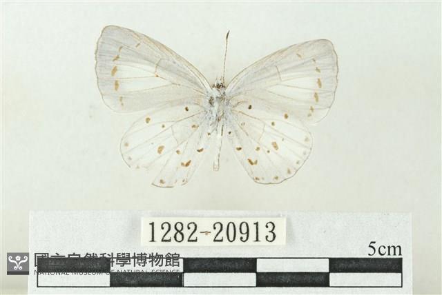 白斑嫵琉灰蝶藏品圖，第2張
