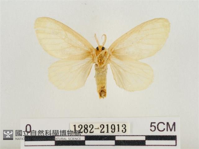 榕透翅毒蛾藏品圖，第2張