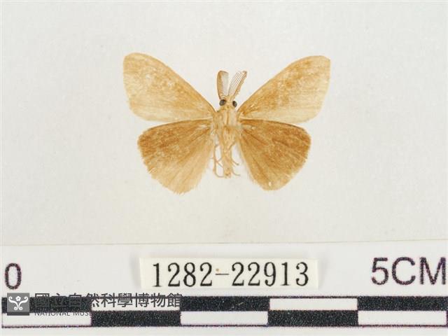 小白紋毒蛾藏品圖，第2張