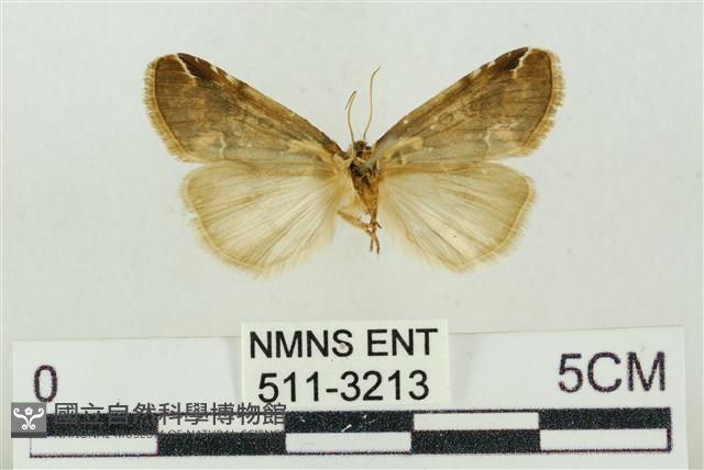 臺美波紋蛾藏品圖，第2張