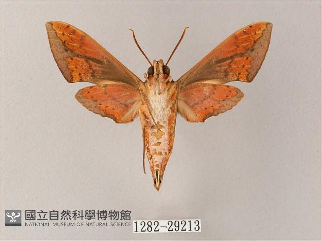 臺灣白肩天蛾藏品圖，第2張