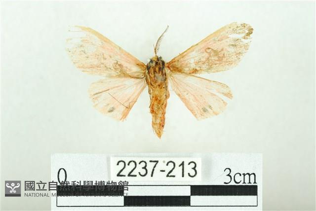 三條橙燈蛾藏品圖，第2張