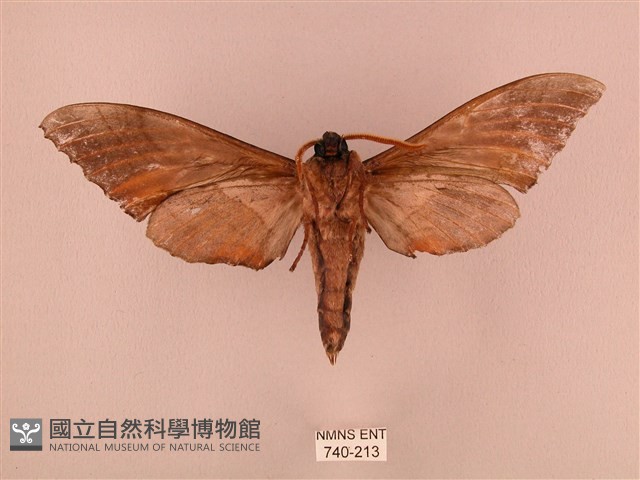 栗六點天蛾藏品圖，第2張