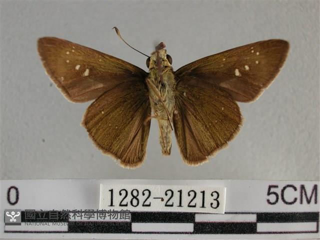 尖翅褐弄蝶藏品圖，第2張