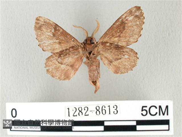 銀肩枯葉蛾藏品圖，第2張
