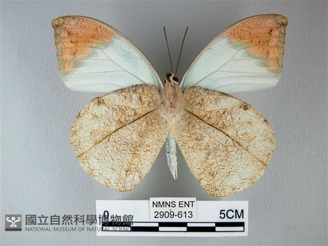 橙端粉蝶、端紅蝶藏品圖，第2張