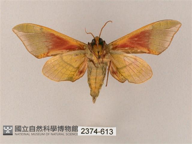 榆綠天蛾藏品圖，第2張